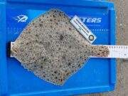 A lovely dustbin lid size turbot of 38cm for Michael the best of them. Great fishing
