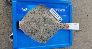 A lovely dustbin lid size turbot of 38cm for Michael the best of them. Great fishing