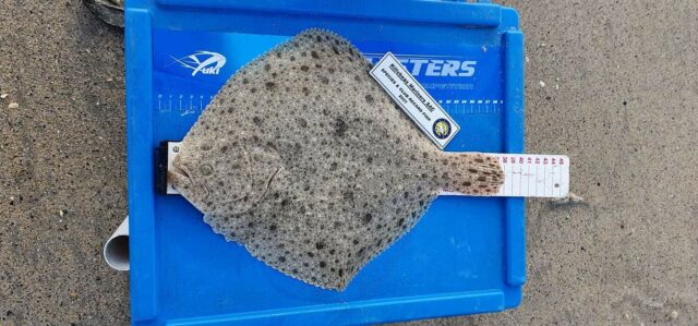 A lovely dustbin lid size turbot of 38cm for Michael the best of them. Great fishing