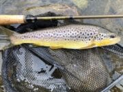 trout