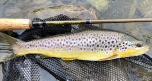 Cold start but decent sport on Kings River trout