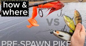 Pre-spawn pike – tips, lures and methods