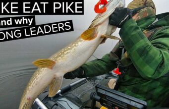 Big pike from the float tube – fly and lure