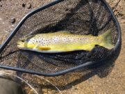 trout
