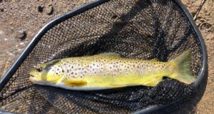 Cold, blustery day on the Nore but trout didn’t mind trout