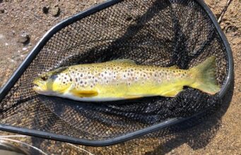 Cold, blustery day on the Nore but trout didn’t mind trout