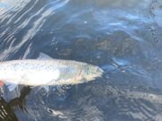 Currane reports its first sea trout of the season Lough Currane