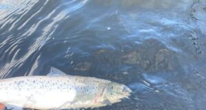 Currane reports its first sea trout of the season Lough Currane