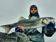 Bass starting to stir down in Wexford