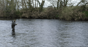 Handle with care! Smolts running Lombardstown