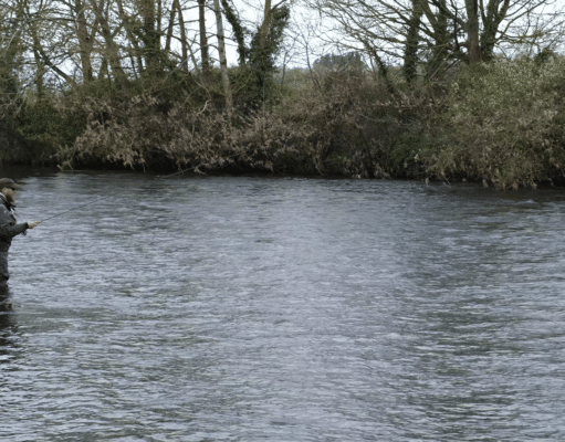 Handle with care! Smolts running Lombardstown