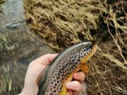 brown trout nore