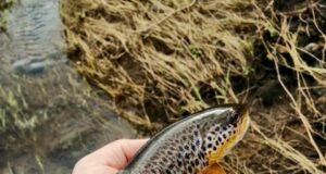 brown trout nore