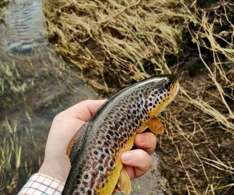 brown trout nore