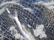 Carrowmore produces 1st Salmon of the Season!