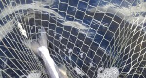 Carrowmore produces 1st Salmon of the Season!