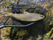 trout
