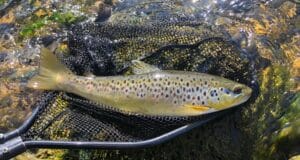 trout