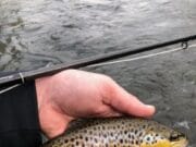 trout