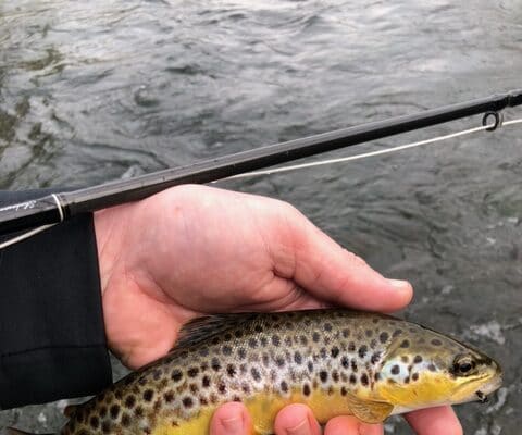trout