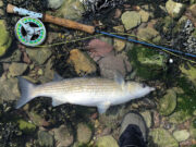 Good mullet on fly at Cork Harbour