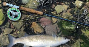 Good mullet on fly at Cork Harbour
