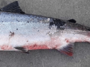 Inland Fisheries Ireland appeal for reports of red skin disease in salmon