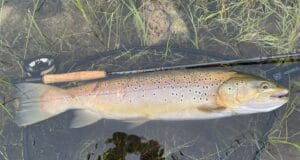 big trout trout