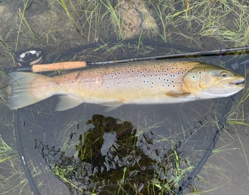 big trout trout