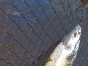 Some more salmon reported from Carrowmore