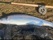 Salmon catches on the up on the River Moy!
