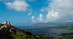Sheep on the mountain overlook Lough Currane