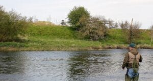 A small number of salmon caught in the north-east The lower River Boyne