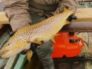 Not a bad start for one trout angler on the midlands lakes A beautiful Irish Wild brown trout from the Midlands Lakes