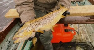 A beautiful Irish Wild brown trout from the Midlands Lakes