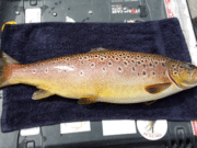 Patchy Mayfly hatches on Lough Conn