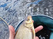 Some good feeder fishing on Garadice