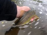 Excellent trout fishing on the Nore last weekend