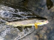 Great fishing on the Nore at the weekend despite wind and rain trout