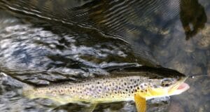 trout