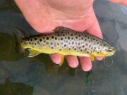 Another day on the Nore, best fishing before 5 trout nore