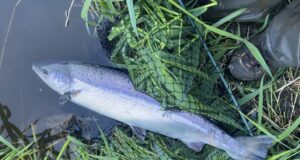 Salmon about to be released #CPRsavesfish