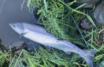 Making the most of a few days trout and salmon fishing Salmon about to be released #CPRsavesfish