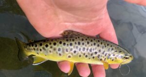Another day on the Nore, best fishing before 5 trout nore