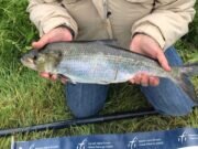 Call Out to all Shad anglers – Can you help us learn more about these important species
