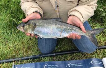 Call Out to all Shad anglers – Can you help us learn more about these important species