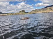 Just one salmon reported in the last week on Currane The Bull Rock, Lough Currane