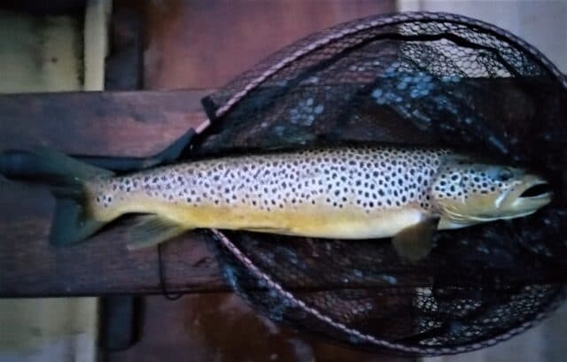 A 58 cm Lough Sheelin trout