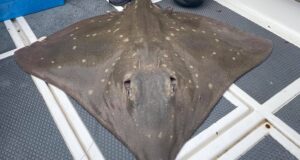 cork harbour skate