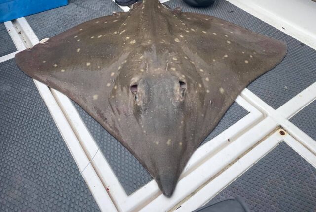 cork harbour skate